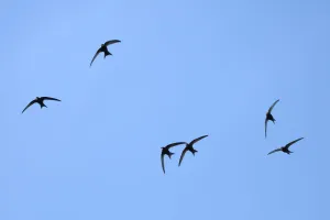 Apodidae Gallery: Common swift (Apus apus) group flying overhead, Bradford-on-Avon, Wiltshire, UK, May