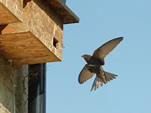 Apodiformes Prints: Common swift (Apus apus) landing at nest box, Box, Wiltshire, UK. June