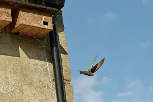 Apodiformes Prints: Common swift (Apus apus) leaving nest box, Box, Wiltshire, UK. June