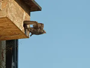 Common swift (Apus apus) leaving nest box it is nesting in, Box, Wiltshire, UK. June