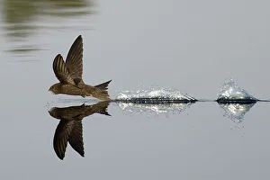 Apodiformes Prints: Common Swift (Apus apus) skimming water surface having just taken a drink