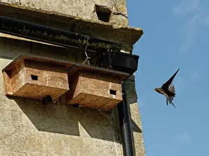 Apodiformes Prints: Common swift (Apus apus) young adult