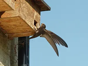 Apodiformes Prints: Common swift (Apus apus) young adult landing briefly or 'banging' to inspect a prospective nest box