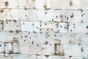 Middle East Prints: Common swifts (Apus apus) flock in flight along Western Wall