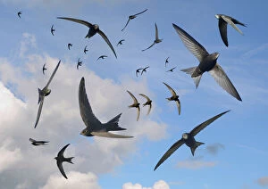 Apodidae Gallery: Common swifts (Apus apus) flying overhead, Wiltshire, UK, June. Digital composite image