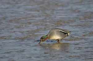 Images Dated 8th March 2011: Common teal (Anas crecca) drake feeding on mudflats, The Wash, Norfolk, England, UK