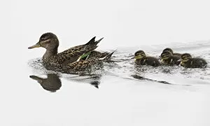 Anatinae Gallery: Common Teal (Anas crecca) female with ducklings, Finland June