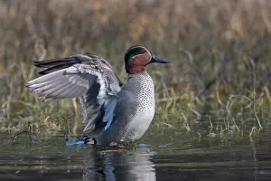 Duck Prints: Common teal (Anas crecca) male