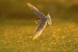 Common tern (Sterna hirundo) adult in breeding plumage flying, carrying fish for young, Long Island, New York, USA, June