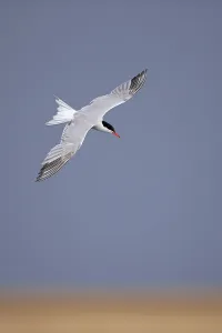 Sterninae Prints: Common tern (Sterna hirundo) in flight, Norfolk, UK, August