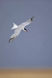 Common tern (Sterna hirundo) in flight, Norfolk, UK, August