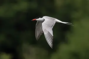 Sterninae Prints: Common tern (Sterna hirundo) summer breeding plumage