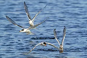 Sterninae Prints: Four Common terns (Sterna hirundo) adult and juvenile