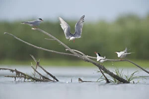 Images Dated 28th June 2009: Common terns (Sterna hirundo) on branches sticking out of water, Lake Belau, Moldova
