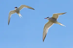 Sterninae Prints: Two Common terns (Sterna hirundo) in breeding plumage in flight against blue sky