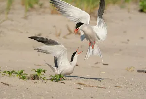 Sterninae Prints: Two Common terns (Sterna hirundo) in middle of aggressive encounter as one lands near nest with chick in it