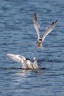 Sterninae Prints: Two Common terns (Sterna hirundo) splashing in freshwater lake to clean feathers