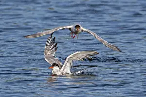 Sterninae Prints: Two Common terns (Sterna hirundo) splashing in lake to clean feathers