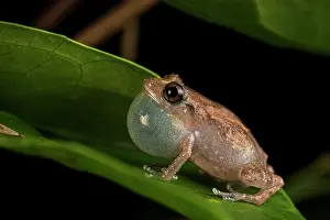 Vocal Sac Prints: Common tink frog (Diasaporus diastema) male calling whilst sitting on leaf