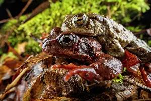 Rana Muta Prints: Common toad (Bufo bufo) and Common frog (Rana temporaria) in amplexus