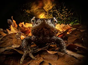 Lighting Technique Prints: Common toad (Bufo bufo) male, resting amongst leaf litter in the forest with experimental lighting in the background