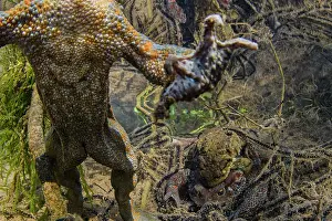 Feet Prints: Common toad (Bufo bufo) male swims to surface as pair behind spawn in amplexus