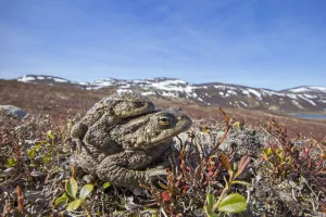 Amplexus Prints: Common toad (Bufo bufo) pair in amplexus, Deeside, Scotland April
