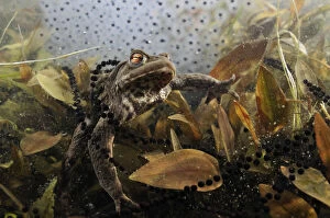 Amphibians Gallery: Common toad (Bufo bufo) in a pond, with toad spawn and frogspawn, Coldharbour, Surrey