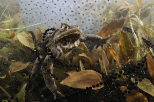 Common toad (Bufo bufo) in a pond, with toad spawn and frogspawn, Coldharbour, Surrey