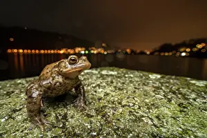 Artifical Light Prints: Common toad (Bufo bufo) posing in front of the city lights at night during amphibian migration