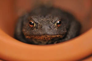 Amphibians Gallery: Common Toad (Bufo bufo) resting in a plant pot. Perthshire, Scotland, April
