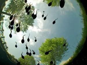 Amphibia Prints: Common toad (Bufo bufo) tadpole swimming seen from below, Belgium, June