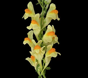 Common toadflax (Linaria vulgaris), orange nectar guides on lower lip and long spur