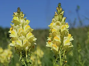Plantain Prints: Common toadflax (Linaria vulgaris) in flower, Monti della Laga, Abruzzo, Italy. June