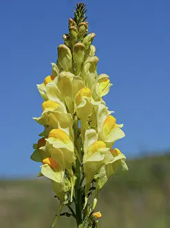 Plantain Prints: Common toadflax (Linaria vulgaris) in flower, Monti della Laga, Abruzzo, Italy. June