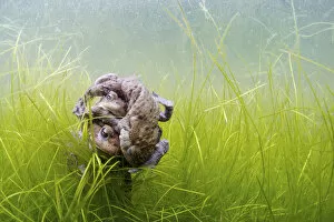 Common toads (Bufo bufo) in mating ball underwater, Belgium, March