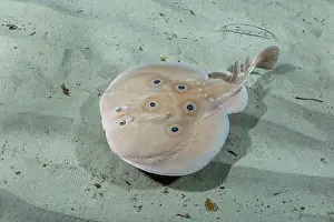 Torpediniformes Prints: Common torpedo ray (Torpedo torpedo) swimming over sandy seabed
