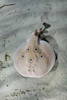 Torpediniformes Prints: Common torpedo ray (Torpedo torpedo) swimming over sandy seabed