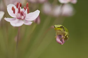 Common tree frog (Hyla arborea) on flowering Rush (Butomus umbellatus) Bulgaria, May 2008