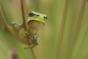 Common tree frog (Hyla arborea) on flowering Rush (Butomus umbellatus) Bulgaria, May 2008