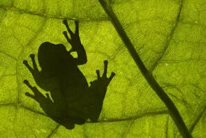 Amphibians Gallery: Common tree frog (Hyla arborea) silhouette viewed through leaf, the Netherlands