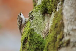 Common treecreeper (Certhia familiaris) on tree trunk, Ordesa y Monte Perdido Natural