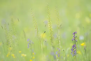 Orchid Gallery: Common twayblade (Neottia ovata) a common specied of orchid of both woodland