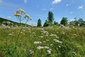 Meadow Prints: Common valerian (Valeriana officinalis) stand in flower in meadow
