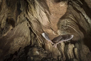 Images Dated 31st March 2014: Common vampire bat (Desmodus rotundus) exiting cave, Costa Rica, March 2014