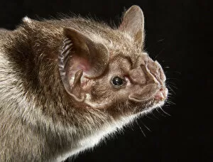 Images Dated 28th January 2022: Common vampire bat (Desmodus rotundus), portrait, Pantanal, Mato Grosso Brazil
