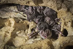Nick Hawkins Prints: Common vampire bats (Desmodus rotundus) roosting in cave, Costa Rica