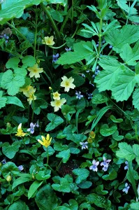 Flowers Prints: Common violet {Viola riviniana} with Celandines and Primroses, UK