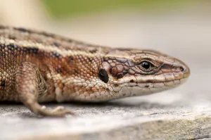 Common or Viviparous lizard (Lacerta vivipara) basking on fence post, Arne RSPB reserve