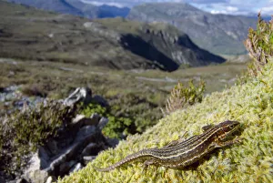 Common / Viviparous lizard (Lacerta vivipara) basking on mossy outcrop, Beinn Eighe